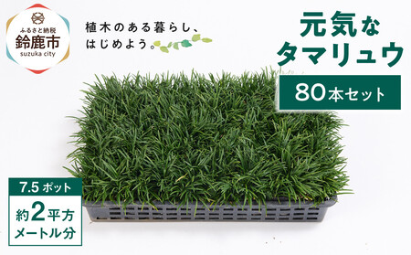 ＜産地直送＞元気なタマリュウ(7.5pot)80本セット[約2平方メートル分]