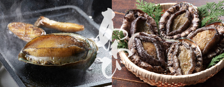 肉厚！ 広田湾産 養殖あわび 6個セット (殻長 9cm～9.5cm) アワビ