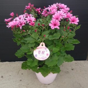 【ふるさと納税】木立性セネシオ　貴凰（キオウ） 5号鉢 鉢植え 園芸品種 [ 園芸 お取り寄せ ギフト 観賞用 花 フラワー 鉢植え 生花 お洒落              返礼品 三豊市 三豊園芸 