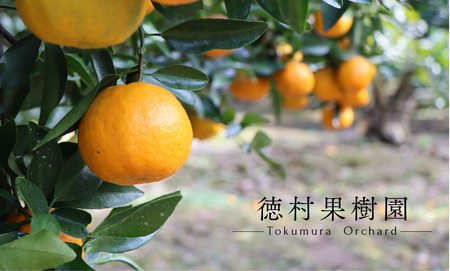 徳村の訳ありぽんかん Lサイズ ＜10kg＞国産 東洋町産 訳アリ 甘い コク ジューシー 果肉 高知県 東洋町 四国 お取り寄せ フルーツ 果物 家庭用 自宅用 送料無料