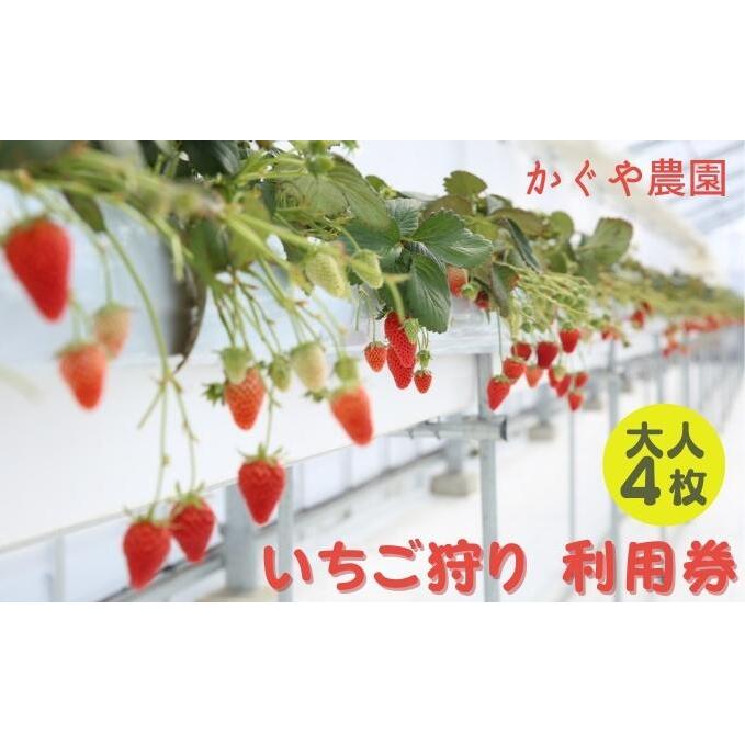 かぐや農園 いちご狩り 利用券 大人4枚《2025年12月10日～2026年5月31日ご利用可能》 体験チケット いちご狩り券 高設栽培 いちご食べ放題 フルーツ狩り お出かけ 