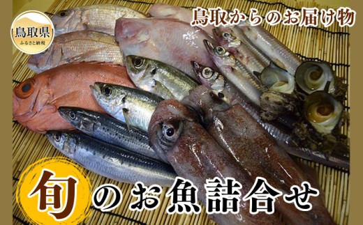 鳥取からのお届け物「旬」のお魚詰合せ【数量限定】_T2600139 ふるさと納税 鳥取 海鮮 海の幸 魚介 おかず おつまみ 数量限定