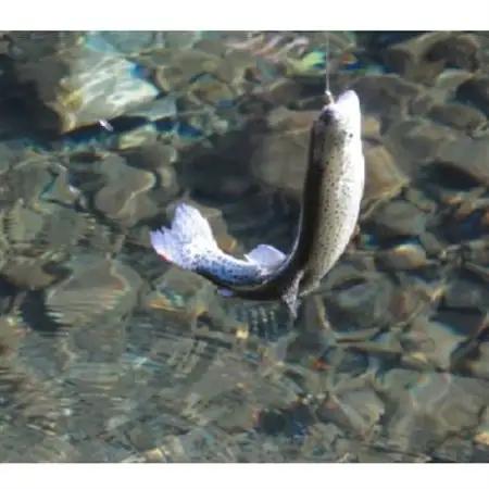 秋川国際マス釣場【S:手ぶらで貸切プラチナセット】要予約【1393742】