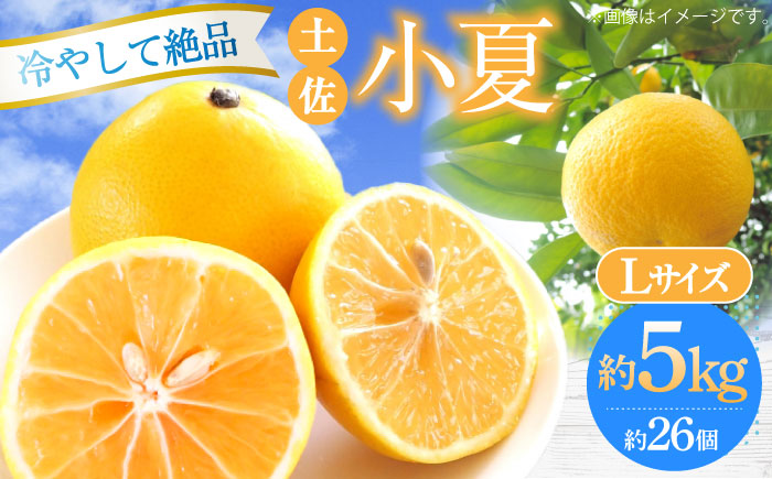 【先行予約】土佐小夏 Lサイズ 約5kg 26個前後 日向夏 みかん ニューサマーオレンジ 柑橘 フルーツ こなつ 小夏 果物 特産 5キロ 高知県 <2025年4月～発送>【フルーツショップオザキ】 [ATAH004]