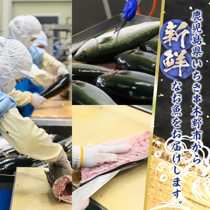 《先行予約受付中！》鹿児島県産！冷凍ぶり(ロイン2節入・計1kg前後/カマ付) 国産 九州産 鹿児島産 魚介 魚 旬 鰤 ブリ ぶり ハマチ はまち 刺身 お刺身 海鮮丼 漬け丼 ブリ大根 ぶりしゃぶ