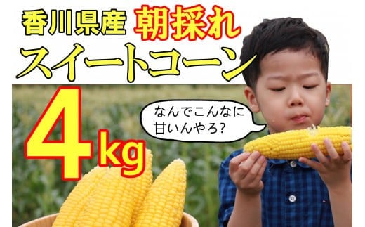 【先行予約受付中！】2026年産　善通寺市産スイートコーン ４kg　（6月頃から発送開始予定）