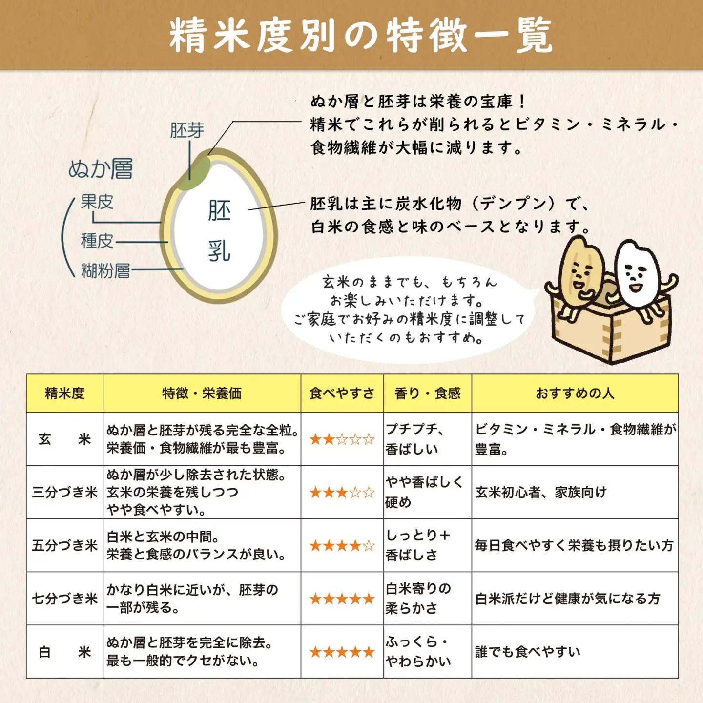 米 玄米 コシヒカリ 5kg 新米 令和8年産 米 S278