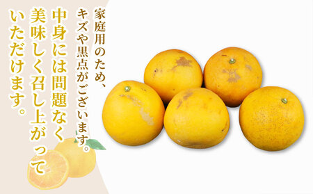 家庭用 河内晩柑 10kg 矢野青果 晩柑 かわちばんかん 和製 グレープフルーツ 果物 フルーツ 柑橘 みかん 産地直送 数量限定 国産 愛媛 宇和島 B012-171013