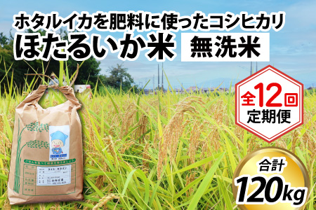 ほたるいか米　コシヒカリ 無洗米10kg ×12回 計120kg【12ヶ月定期便】米 定期便 [N-021002]