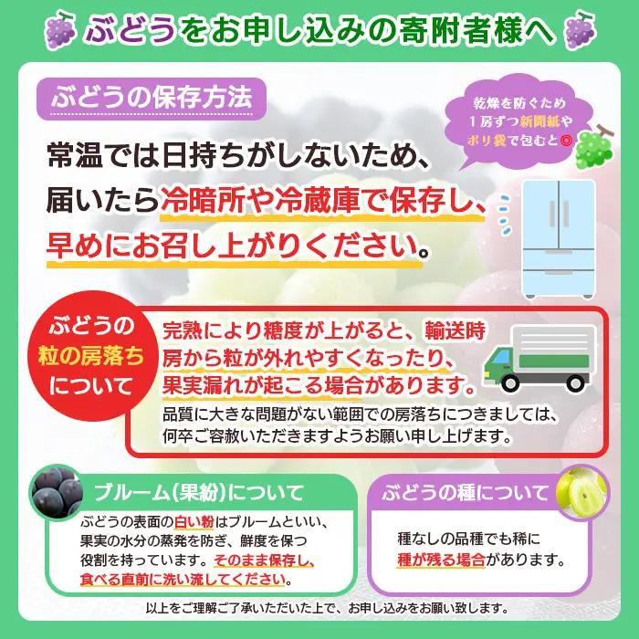 山形市産 シャインマスカット 秀 約2kg(2～6房)[後半]【令和8年産先行予約】FS24-660 くだもの 果物 フルーツ 山形 山形県 山形市 2026年産