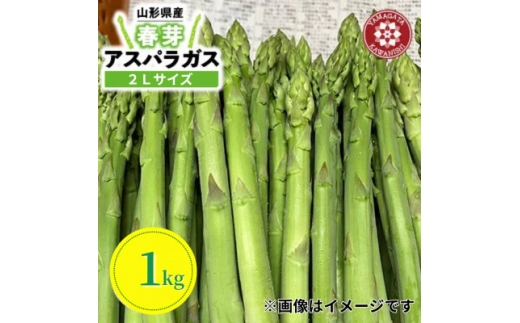 ＜先行予約＞令和9年 山形県川西町産 雪国春アスパラガス (極太)2Lサイズ　1kg【1764691】