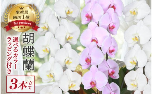 【 指定日配達 】 胡蝶蘭 3本立て 紅白 スタンダード 花 はな お花 日付指定 記念日 お祝い プレゼント ギフト 贈答 贈り物 ラッピング 鉢花 鉢植え 洋蘭 洋ラン 冠婚葬祭 蘭 らん 新築祝い 豪華 華 華やか 敬老 誕生日 人気 ランキング おいわい 開店祝い 開業祝い こちょうらん きねんび 四国 生産数 1位 いちい ふるさと納税 大輪 産地直送 高知