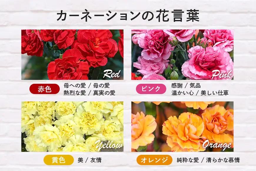 カーネーション 赤系 鉢植え 母の日 贈り物 A07-006 