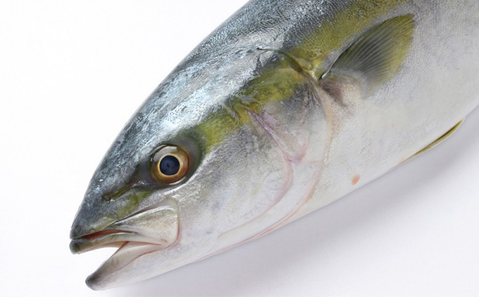 オリーブはまち 味噌漬け8切れ 魚貝類 加工食品 ハマチ 