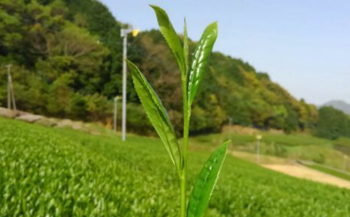 極上うれしの茶 飲み比べ4本セット（摩利支・きらり31・つゆひかり・うれしの茶 煌）/有限会社 原製茶園 [UEJ004] お茶 日本茶 緑茶