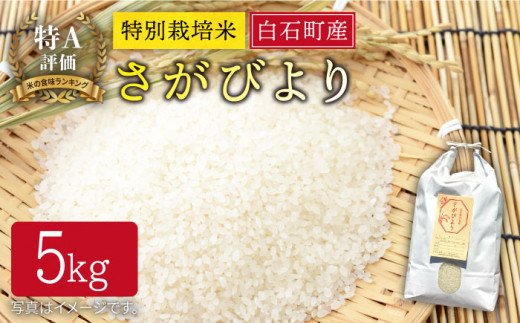 令和6年産 新米 特別栽培米 白石産 さがびより（5kg）【道の駅しろいしカンパニー】 [IAA006]