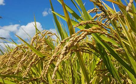 令和7年産米 西会津産米 至福米コシヒカリ 精米 5kg F4D-1624