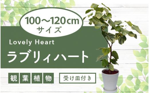 
            2025年5月中旬～発送【観葉植物】ラブリィハート100cm～120cm【農林水産省 品種登録】(T&P/077-1498) 南国鹿児島県で育った 観葉植物！植物 鉢付 インテリア 室内 オフィス おしゃれ プレゼント ギフト 開店祝い 移転祝い マイナスイオン【配送不可地域：北海道・沖縄県・離島】
          