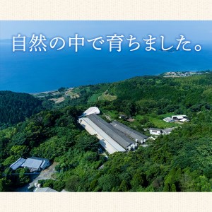 業務用 訳あり やみつき ホルモン みそ味 計2kg(1kg×2P) 【ナンチク】 i489