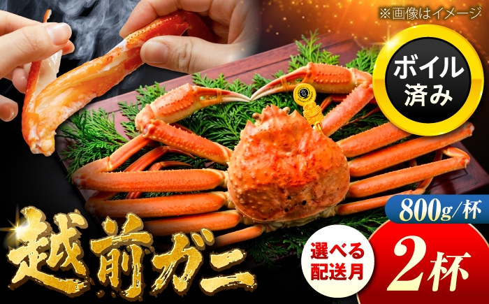 
                  【先行予約】 【希望月指定可】 越前がに 800ｇ×2杯 / 蟹 ズワイガニ ずわいがに ボイル 冷蔵 小浜市 / まるほ商店 【配送不可地域：北海道・沖縄・離島】[BFCS025]
                