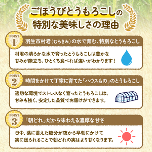 【 予約受付 】 朝どれ トウモロコシ 5本 ごほうびとうもろこし とうもろこし トウキビ 株式会社風の子ファーム 埼玉県 羽生市