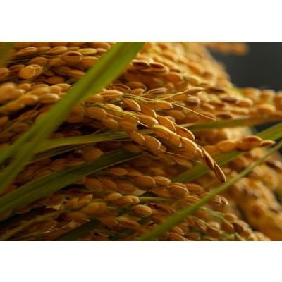 令和7年産米　京都府与謝野町産コシヒカリ「京の豆っこ米」精米10kg　山口農園こだわりの特別栽培米