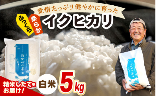 【先行予約】令和7年産 愛情たっぷり健やかに育った ふっくら 柔らか イクヒカリ（白米）5kg【2025年9月下旬以降順次発送予定】 [m29-a014]