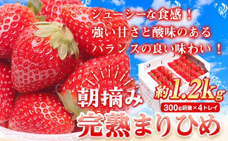 
                  朝摘み 完熟 まりひめ 約1.2kg（300g前後×4トレイ）【和歌山ブランド苺まりひめ】【こだわりの土耕栽培のいちごを農家直送】 池田鹿蔵農園@日高町（池田農園株式会社）《2027年1月中旬-3月末頃出荷》【配送不可地域あり】
                