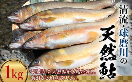 球磨川の天然鮎 1kg FKP9-365