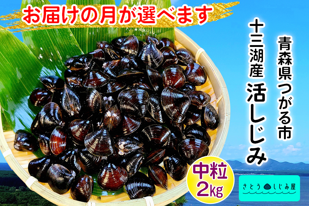 
                  [配達時期が選べる] さとうしじみ屋の十三湖産活しじみ(中粒2kg)[冷蔵]｜十三湖産 青森 津軽 つがる しじみ みそ汁 味噌汁 しじみ汁 活しじみ 冷蔵 [0796-0808]
                