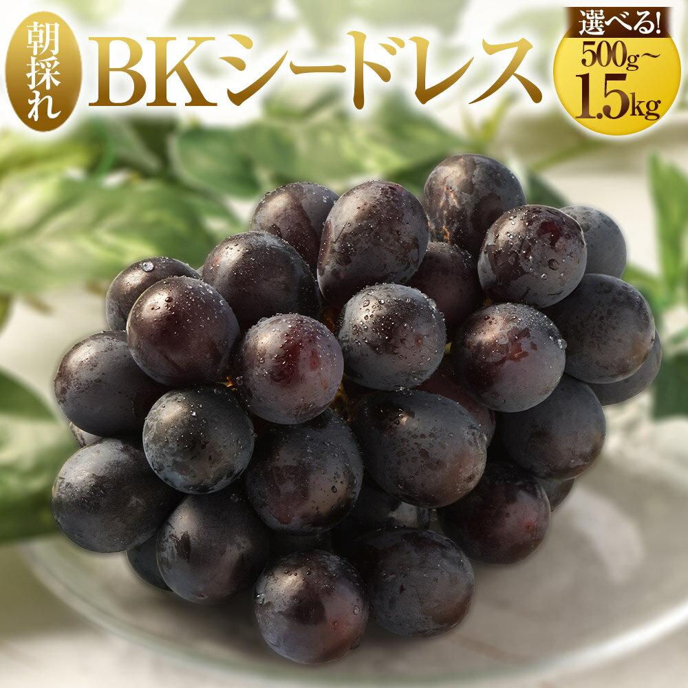 【ふるさと納税】 【選べる・容量】 【先行予約】 朝採れ BKシードレス （種なし） 500g（1房） 1kg（2房） 1.5kg（3房）ぶどう 葡萄 ブドウ くだもの 果物 フルーツ 新鮮 朝どれ 鹿児島県 薩摩川内市 送料無料 【2026年8月上旬から9月中旬発送予定】 ZS-558