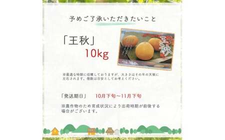 梨 王秋 10kg（生橋農園） 鳥取県産 梨