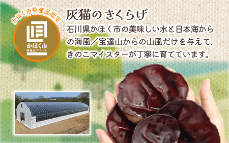 灰猫のきくらげカレー　１セット／１８０g５袋／レトルトカレー