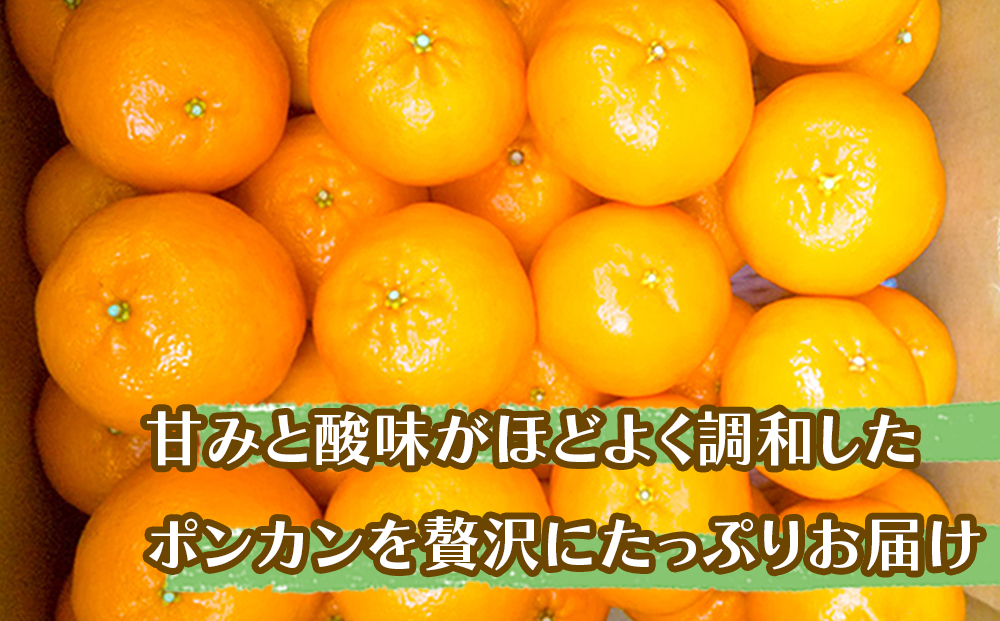 【早期予約開始】 1月中旬より順次発送 ポンカン 立目 秀品 贈答用 5kg サイズ混合 冬 フルーツ 果物 立目産 ブランド 柑橘 2026年 収穫分 蜜柑 みかん ギフト 贈答 プレゼント 高知県