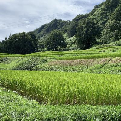 ふるさと納税 南魚沼市 塩沢コシヒカリ【西山の天水田米】精米10kg(5kg×2) |  | 01