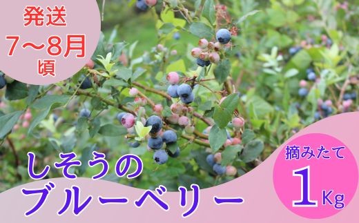
                  K6　数量限定！しそうのブルーベリー　1kg（500ｇ×2）【 フレッシュ 生 採れたて 摘みたて ブルーベリー 産地直送 国産 期間限定 大容量 無農薬 】
                