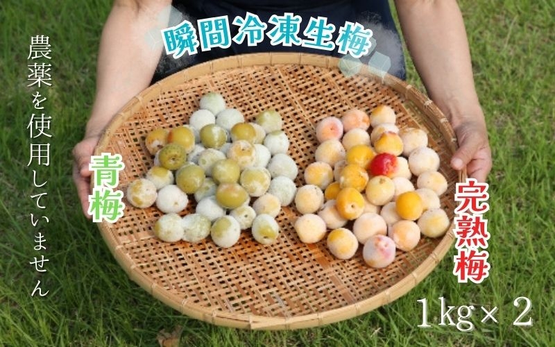 
                  農薬を使用していない南高梅　青梅1kg、完熟梅1kg　trgk003B
                