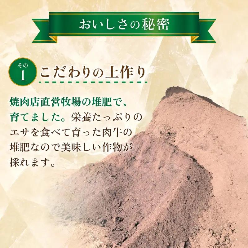 【先行予約】秋 アールスメロン 1玉（約1.6kg以上）青肉品種 高級メロン！ ／ マスクメロン 大玉 果物 フルーツ ギフト 農家直送 ※2026年9月中旬以降発送  [aw065-a008]