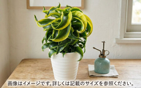 観葉植物 ドルセナトルネード 鉢植え 大村市 エコグリーンヒガシ/室内植物 鉢付き 植物 インテリア おしゃれ プレゼント ギフト[ACAL008]