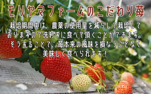 こだわり苺　品種お任せ小箱8粒〜10粒×2パック(1月発送)【B0-176_01】 いちご 苺 イチゴ 紅ほっぺ かおり野 さがほのか 恋みのり 果物 フルーツ フルーツサンド ケーキ