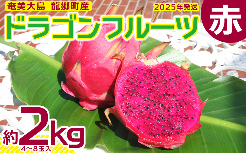 2025年発送【奄美・龍郷町産】ドラゴンフルーツ赤 約2kg（4～8玉） 鹿児島県 奄美群島 奄美大島 龍郷町 国産 奄美産 青果 果実 果物 くだもの フルーツ デザート ピタヤ 火龍果 南国 トロピカル お取り寄せ 先行予約 期間限定 数量限定