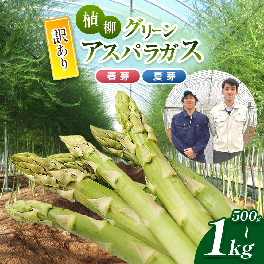 【ふるさと納税】 ( 訳アリ品 ) 甘み感じる 植柳グリーンアスパラガス（春芽・夏芽）500g ~ 1kg ( 先行予約 2025年 6月 ～ 発送予定 )｜ アスパラ アスパラガス 野菜 山口 美祢 特産品 名産品 旬 500g 750g 1kg