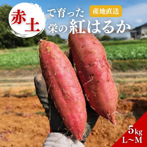 さつまいも 紅はるか 野菜 産地直送 焼き芋 さつまいも【5kg】
