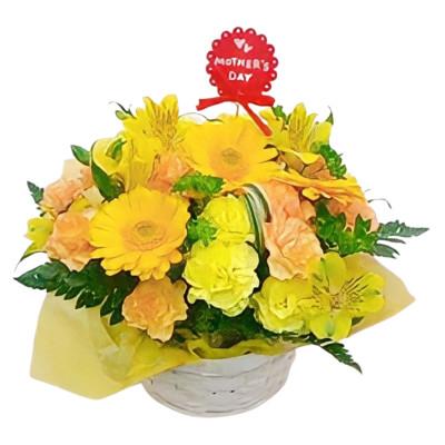 ふるさと納税 藤枝市 【母の日に!】カーネーションアレンジメント　イエロー系 |  | 01