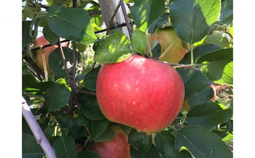 
                  信州りんご4種訳あり定期便｜贅沢食べ比べ各2kg
                