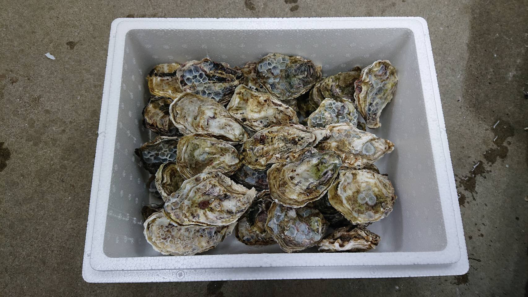 
                  【予約商品】牡蠣 殻付き 35～40個 広島県産 新鮮 全国配送 濃厚 SDGs リピート【配送不可：離島】【配送時期：1月上旬～3月下旬】
                