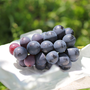 【皮ごとOK!】長野県産・種なしナガノパープル(約2kg)秀品＜8月下旬から順次発送予定＞