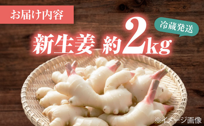 【先行予約】【6月下旬から順次発送】 新生姜 2kg 愛媛県大洲市/株式会社誠実村 [AGER003]
