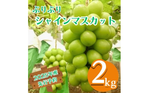 【2025年産先行予約】ぷりぷり シャインマスカット 2kg 3～5房 農園直送 エコチョク