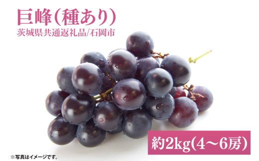 
                  【2026年9月初旬より順次発送】【数量限定】巨峰(種あり) 約2kg(4～6房)【茨城県共通返礼品/石岡市】茨城県 巨峰 ブドウ ぶどう フルーツ 果物 くだもの 濃厚 種あり（MH-1）
                